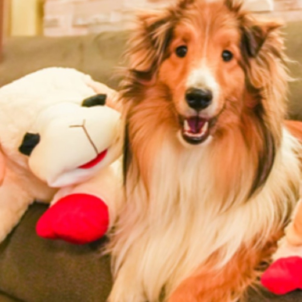 THE BIGGEST JUMBO “LAMB CHOP”.CLASSIC LICENSED PLUSH DOG TOY 25.5… - Picture 15 of 15